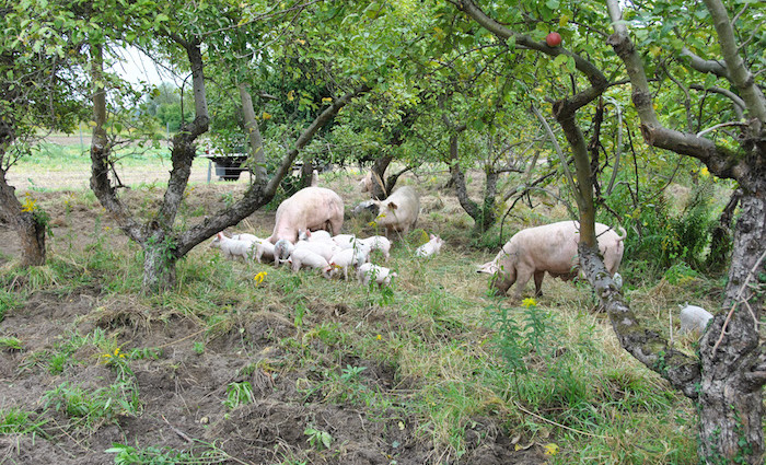 Potsdamer SauenHain - Schwein gehabt! Potsdamer SauenHain - Schwein gehabt!