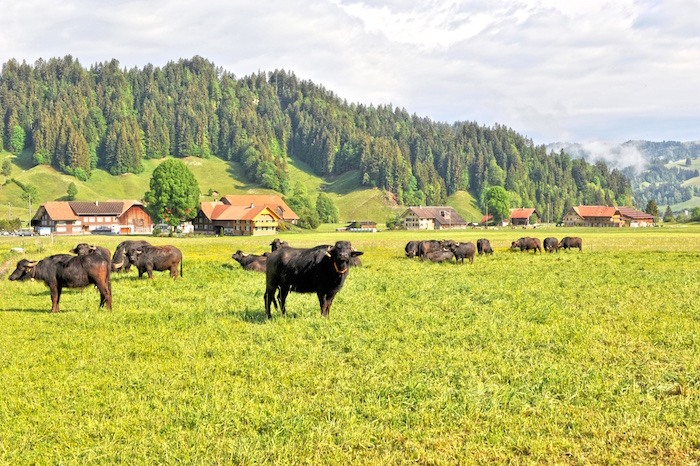 Stefan Wiesner Schweiz Entlebuch