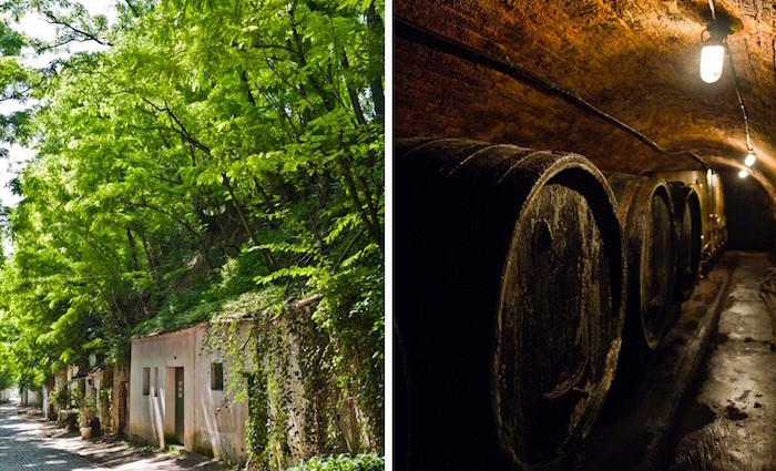 Weinviertel. Kellergassen, Wein und Feste.