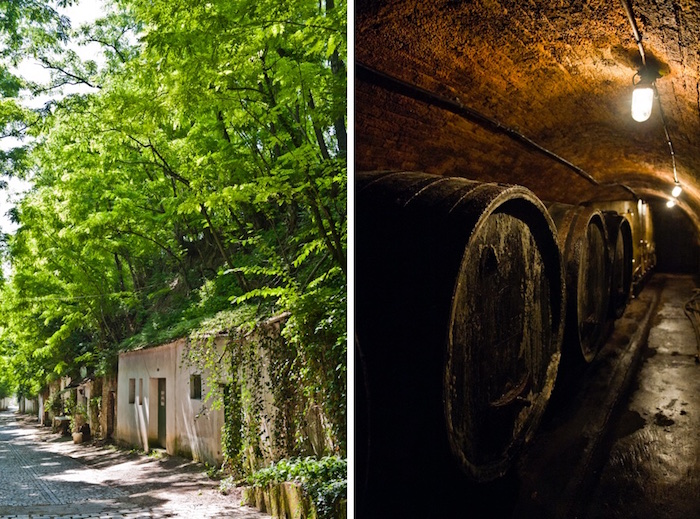 Weinviertel. Kellergassen, Wein und Feste.