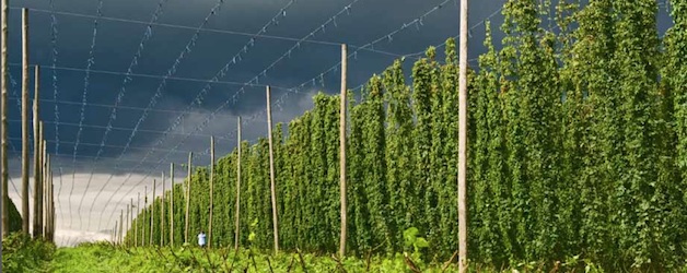 Hopfen aus der Hallertau: weltweit begehrt