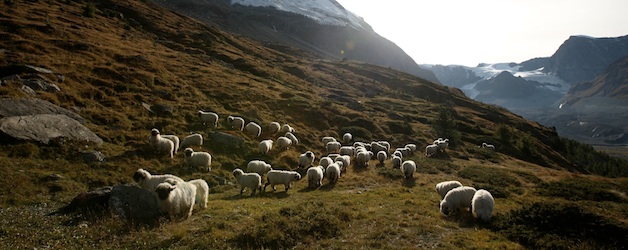 Stafelalp und die Schwarznasenschafe Stafelalp und die Schwarznasenschafe