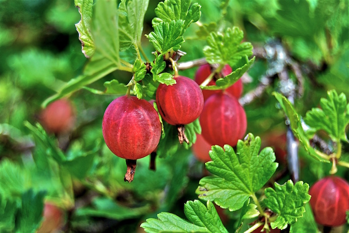 Molte, Josta, Pineberry - coole Beeren Molte, Josta, Pineberry - coole Beeren