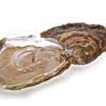 Belon – wo die Auster zur Luxusauster wird