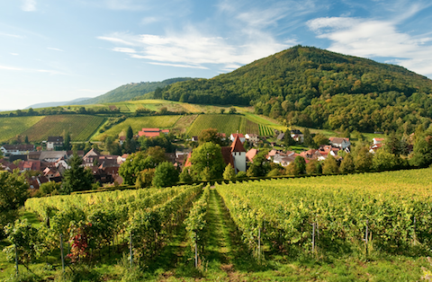 Foto Pfalz-Tourismus