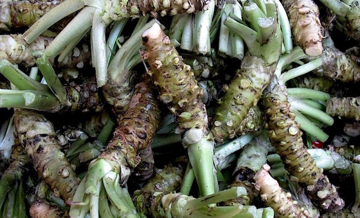 Wasabi – frisch aus dem eigenen Garten