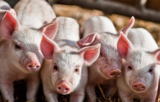 Bio macht glücklich. Gut Kerschlach
