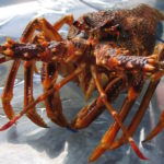 "Who is Who" der Krustentiere. Scampi, Krabben, Hummer & Co