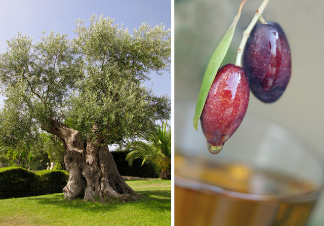 Olivenölbaum, Olivenöl, Qualität Olivenöl