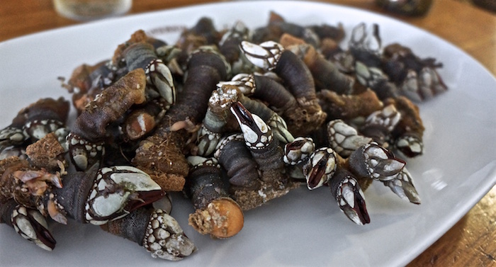 Delikatesse: Percebes, die Entenmuscheln