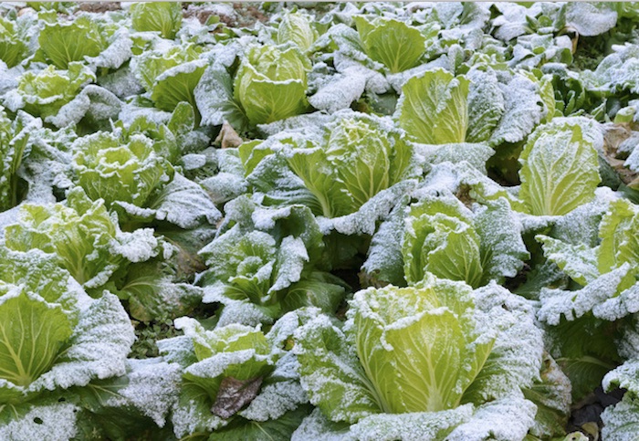 Wintergemüse. Knallbunt und voller Vitamine: unsere "Eisheiligen"