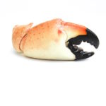 Florida Stone Crab von Spiny Lobster