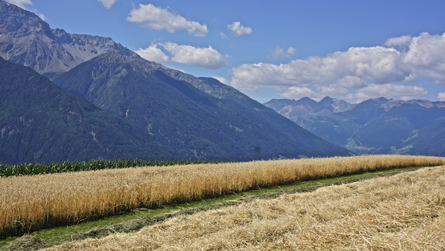 Ur-Paarl – Vinschgau. Es muss nicht immer Apfel sein ...