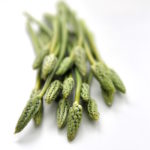 Wilder Spargel, Wildspargel, Waldspargel