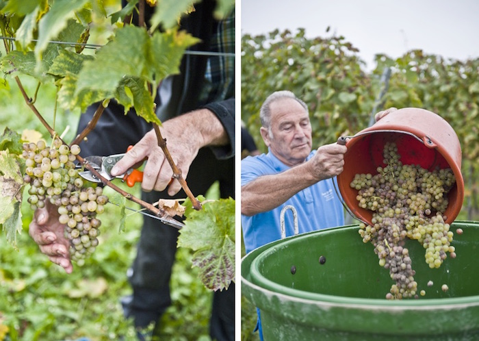 Weinernte am Bodensee – erst wimmeln, dann genießen