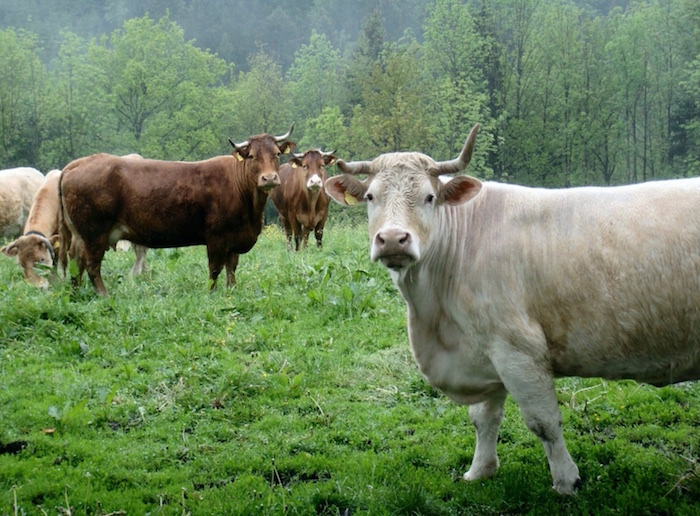 Der Gidibauer Hof und die Charolais