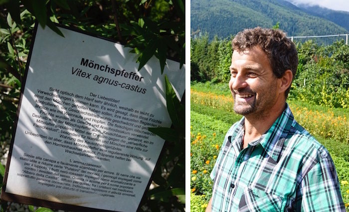 Kräuterschlössl: Ysop, Yamswurzel und Kardenköpfe