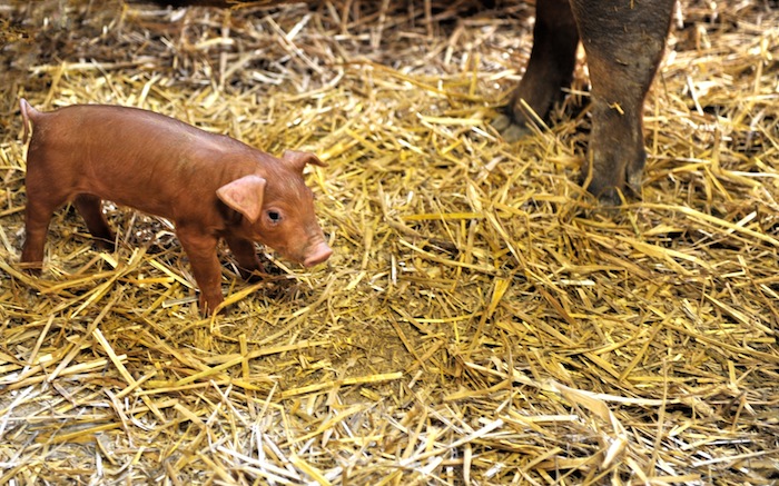 Düroc, Ederhof, Bio Duroc Bayern