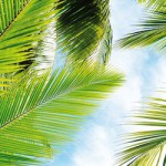 Kokosblütenzucker. Die Krönung des Palmzuckers
