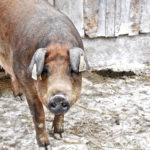 Das Schwein ganz fein: Duroc. Bio-Zucht aus Bayern.