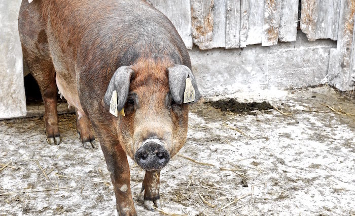 Das Schwein ganz fein: Duroc. Bio-Zucht aus Bayern.