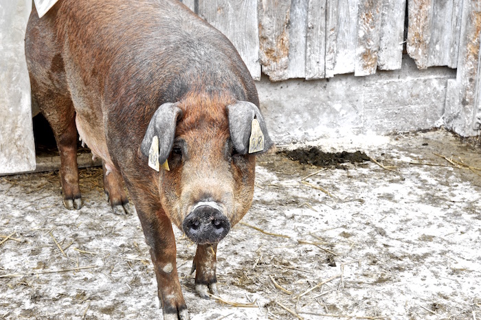 Das Schwein ganz fein: Duroc. Bio-Zucht vom Ederhof