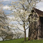 Die Fränkische Schweiz feiert die Kirschblüte