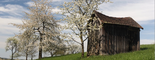 Die Fränkische Schweiz feiert die Kirschblüte