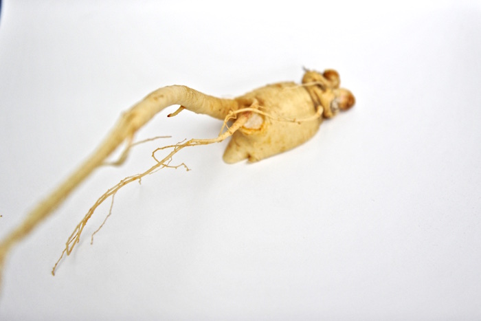 Ginseng: teuer und begehrt