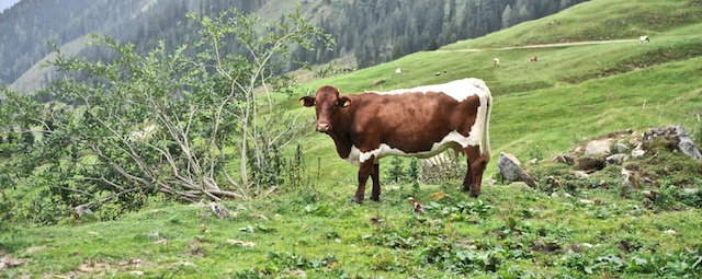 Erlebnisse in der Metzgerei. Teil II