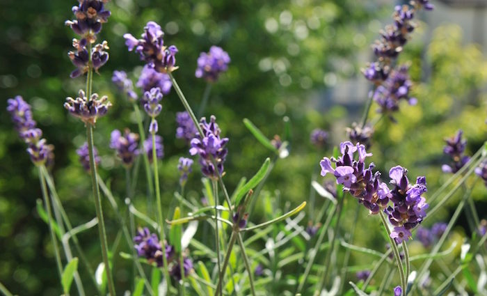 Klassiker des Kräutergartens: Lavendel. Tipps und Rezepte