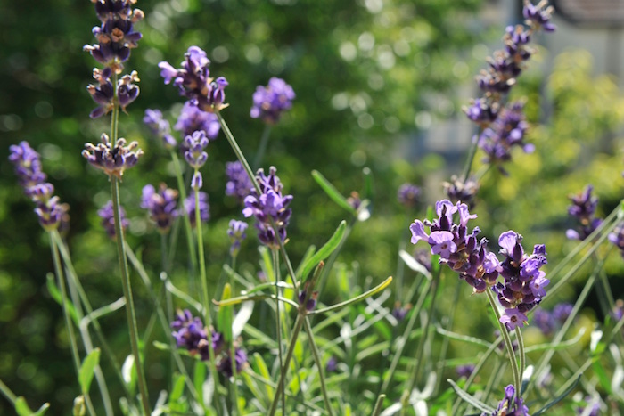 Klassiker des Kräutergartens: Lavendel. Tipps und Rezepte