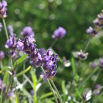 Lavendel Gimlet