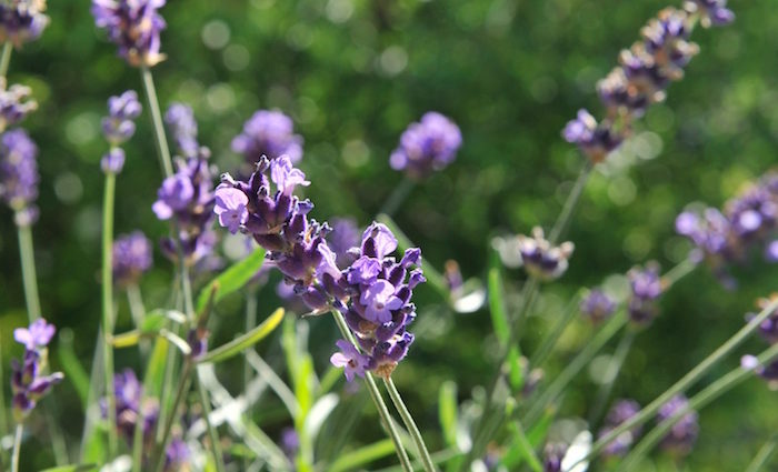 Lavendel Gimlet