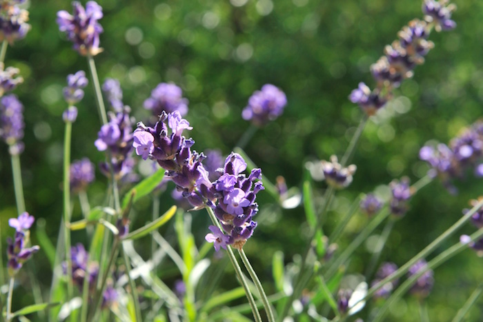 Lavendel Gimlet