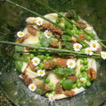 Rezept: Salat von Wildspargel – Morchel – Kalbszunge
