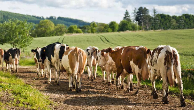 Der Sundgau. Feinste Fleischprodukte vom Simmentaler Rind