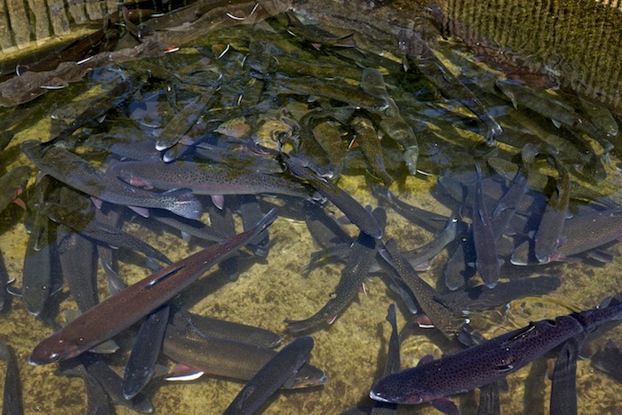 Schlossfischerei Fuschl, Fuschl Fischer, Fischer Fuschlsee, foodhunter