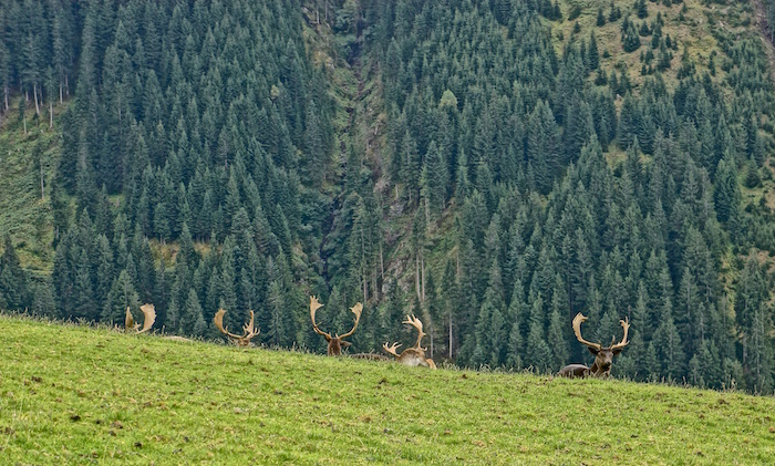 Hirsch Wild Wald