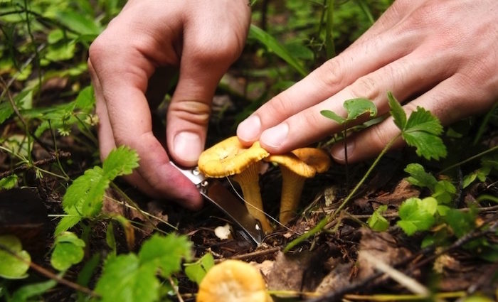 Auf 'in die Pilze'! Wir sagen Ihnen, wo Sie Beute machen Auf 'in die Pilze'! Wir sagen Ihnen, wo Sie Beute machen