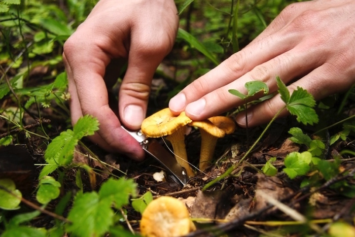 Auf in die Pilze'! Wir sagen Ihnen, wo Sie Beute machen