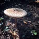 Parasol – ein vegetarischer Superpilz