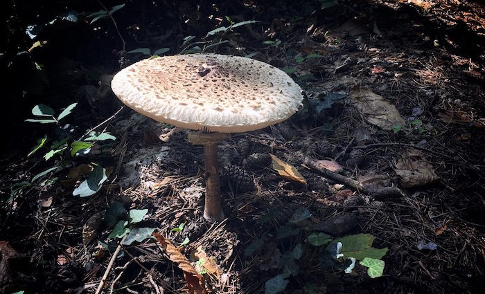 Parasol – ein vegetarischer Superpilz