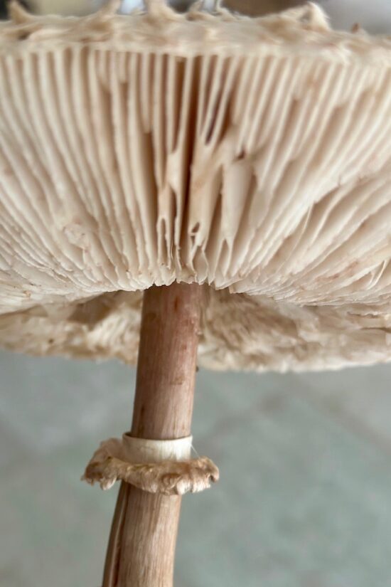 Parasol – ein vegetarischer Superpilz Parasol – ein vegetarischer Superpilz