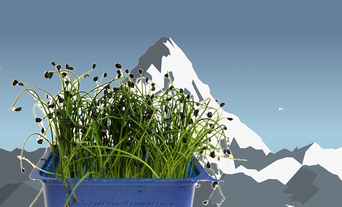 Was bin ich? Himalaya-Schnittlauch.