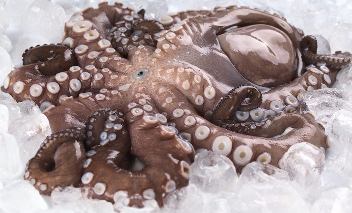 8 Arme und ein schlauer Kopf. Foodhunter auf Oktopus-Fang 8 Arme und ein schlauer Kopf. Foodhunter auf Oktopus-Fang