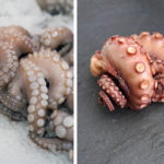 8 Arme und ein schlauer Kopf. Foodhunter auf Oktopus-Fang