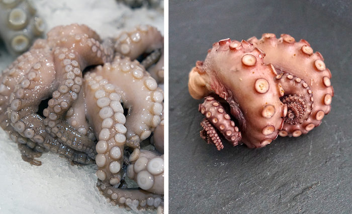 8 Arme und ein schlauer Kopf. Foodhunter auf Oktopus-Fang