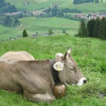 Wandern auf die Alm. Sennalpe Ornach, Allgäu