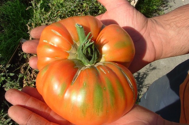 Minus, Martina, Mr. Stripey. Hier kommt die Tomate!